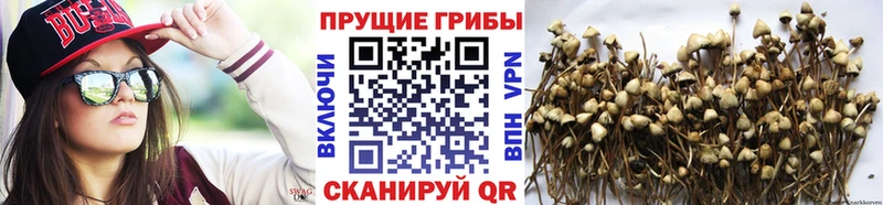 сколько стоит  Череповец  Галлюциногенные грибы Psilocybine cubensis 